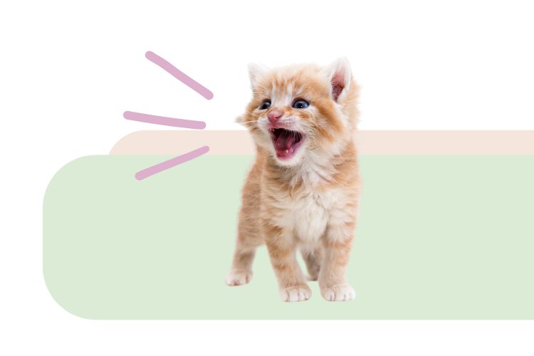 When Do Kittens Calm Down? - Lux Cat Living