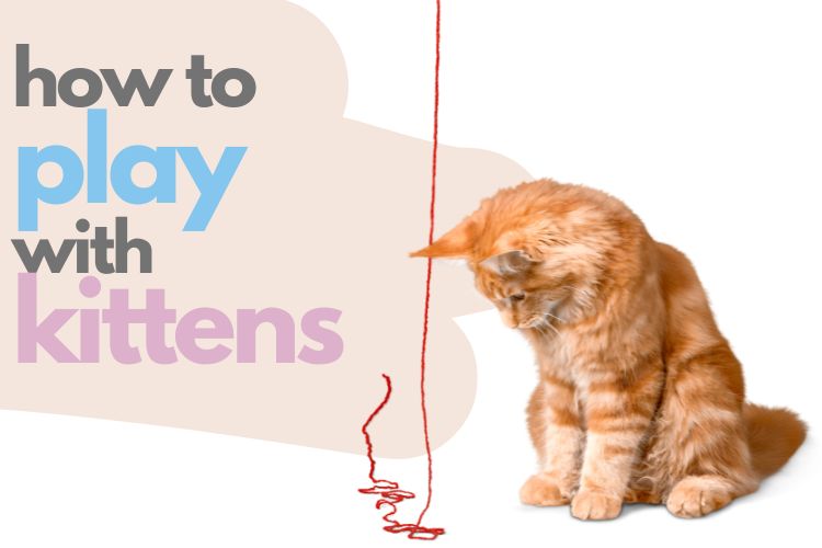 How To Play With A Kitten - Lux Cat Living