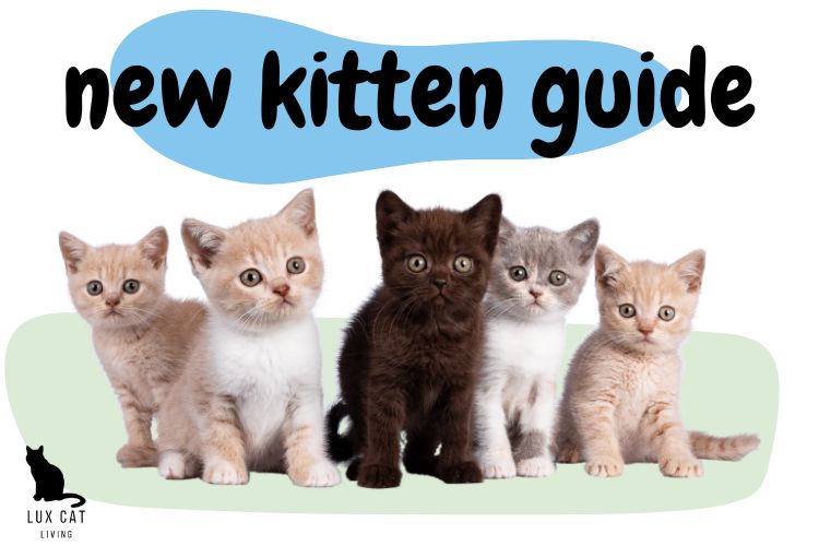 New Kitten 101: Guide To Getting A New Kitten - Lux Cat Living