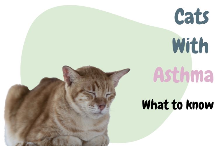 Cat With Asthma: What To Know - Lux Cat Living