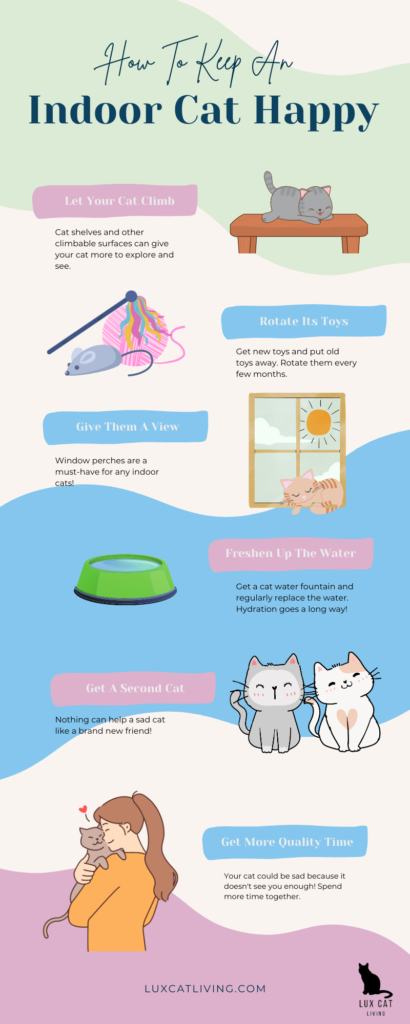 How To Keep An Indoor Cat Happy - Lux Cat Living