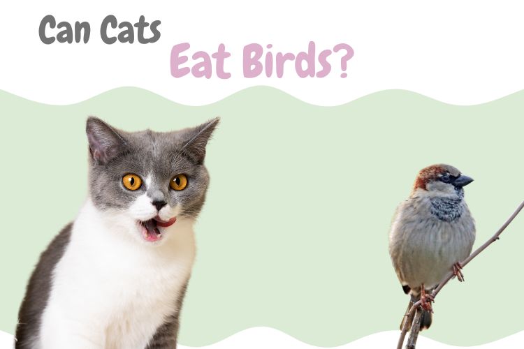 Can Cats Eat Birds Lux Cat Living can-cats-eat-birds-lux-cat-living