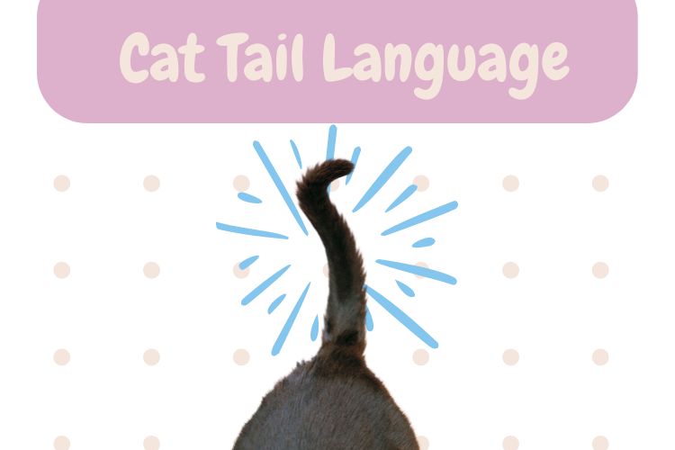 cat-tail-language-what-your-cat-s-tail-says-lux-cat-living