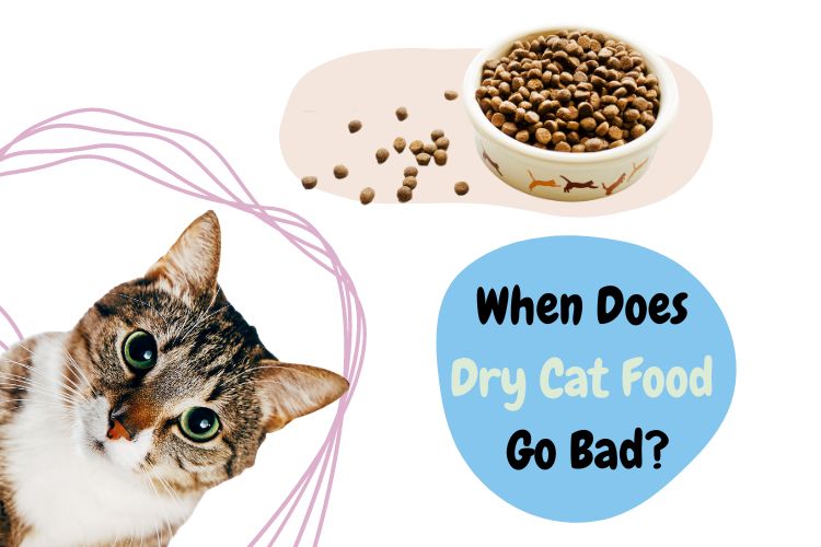 When Does Dry Cat Food Go Bad? Lux Cat Living