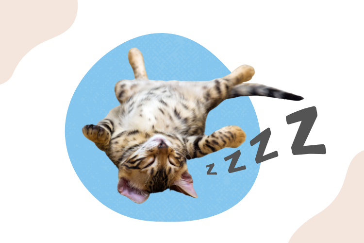 Where Should My Kitten Sleep On The First Night? - Lux Cat Living