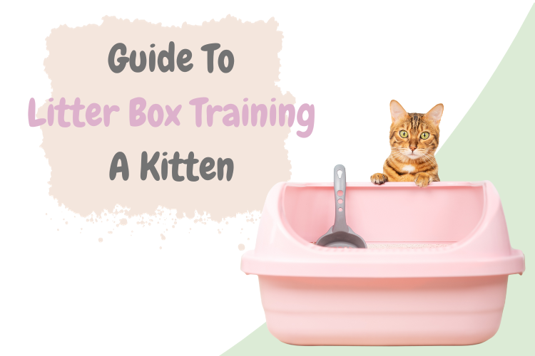 Step-by-Step Guide to Litter Box Training Your Kitten - Lux Cat Living