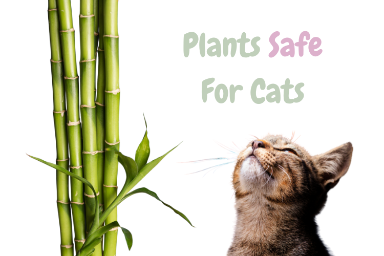 17-plants-that-cats-like-lux-cat-living